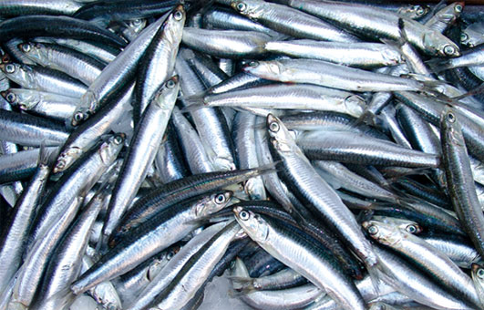 توضيح  حول ظهور نوع سمكي جديد في السواحل الجزائرية