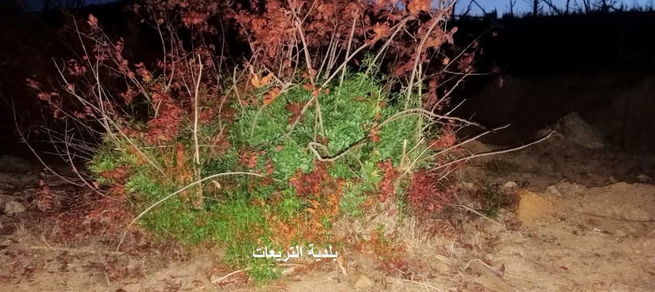 عنابة: محافظة الغابات ترصد بوادر تجدد الغطاء النباتي بعد الحرائق